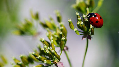 Environnement / Développement durable - Tourisme